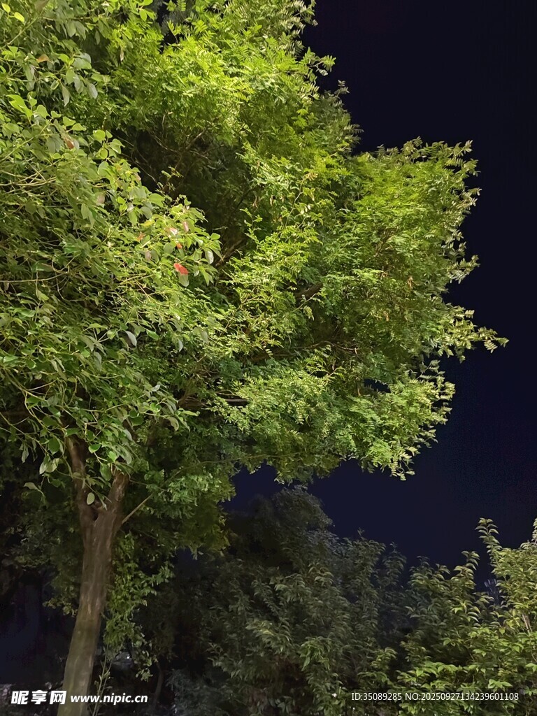 夜幕下的蔥郁綠樹