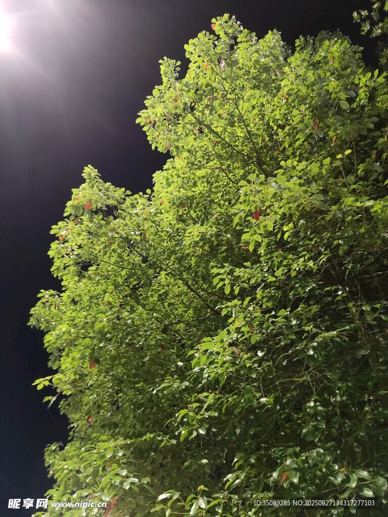 夜空下的蔥郁綠樹