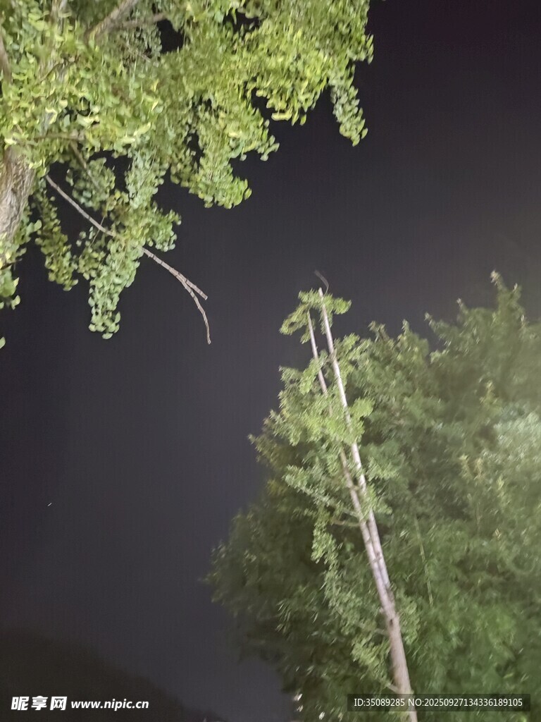 夜空下的綠樹與朦朧月亮