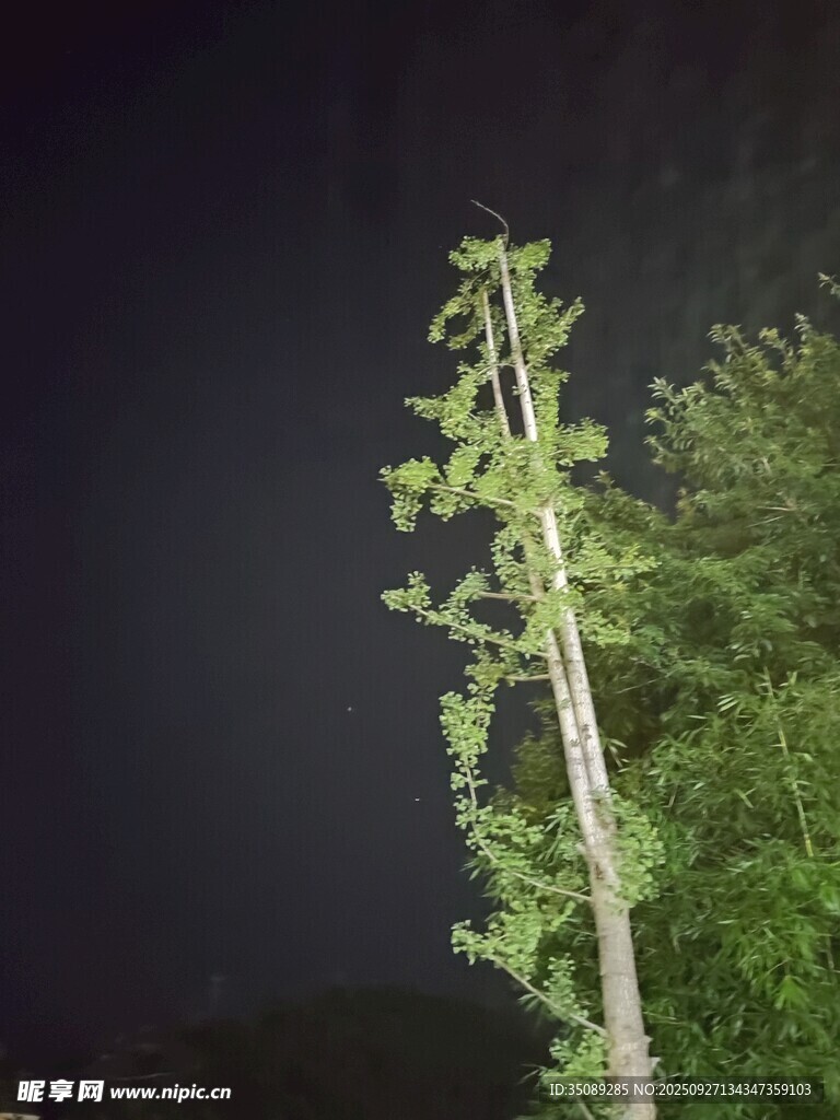 夜空中的挺拔綠樹(shù)