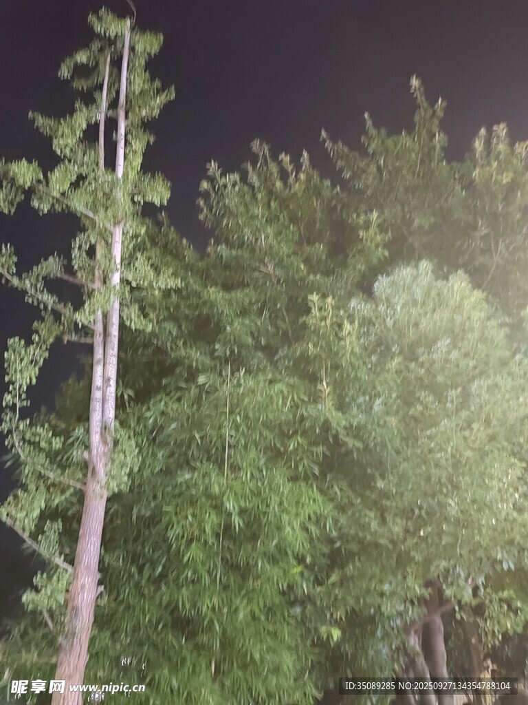 夜晚中的蔥郁樹木景觀