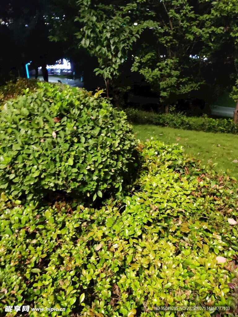 夜晚綠植景觀(guān)