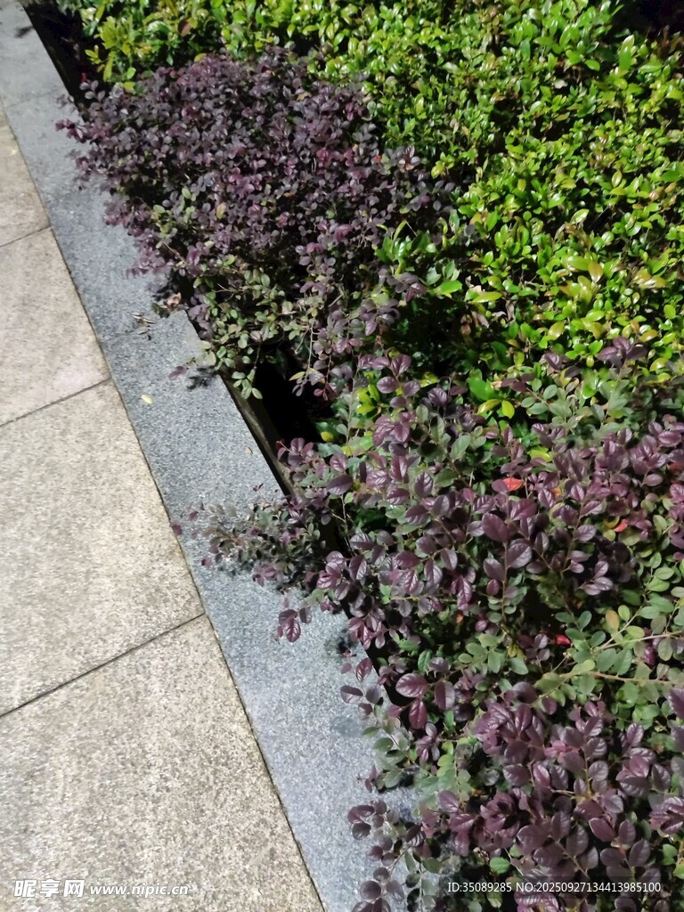 路邊多彩綠植景觀