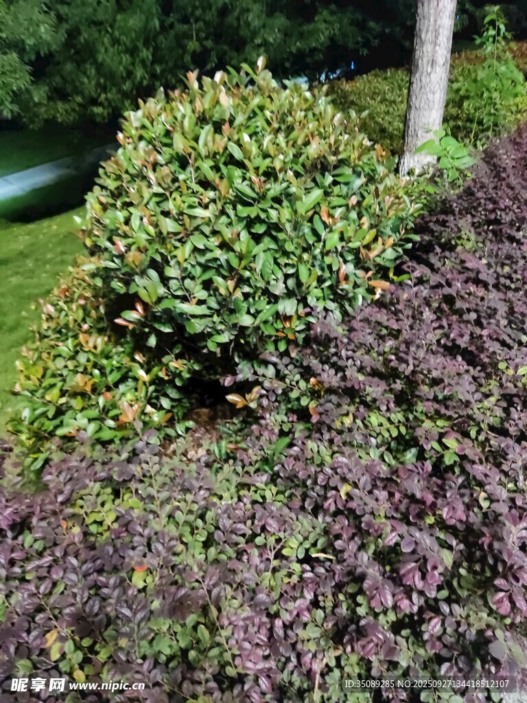多彩灌木景觀