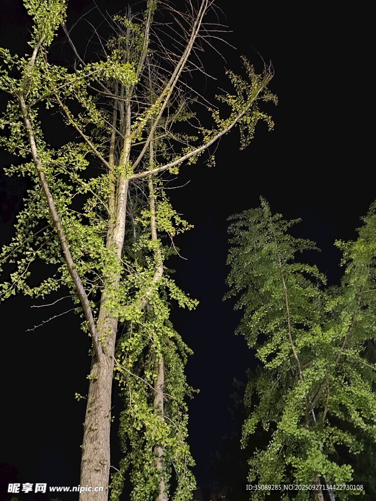 夜中蔥郁樹木景觀