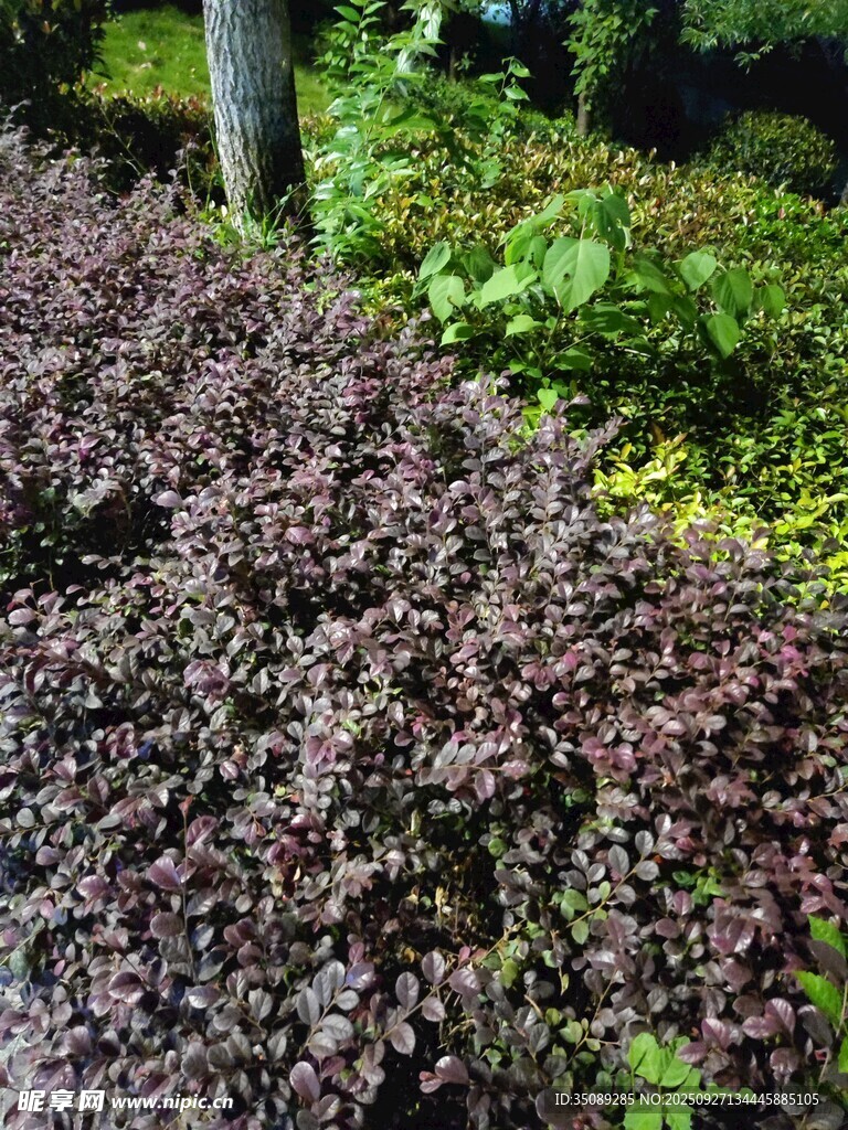 紫色灌木植物景觀