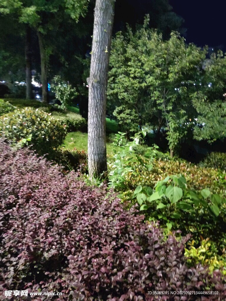 夜間綠植景觀