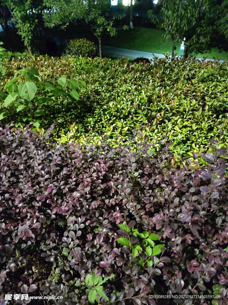 多彩植物景觀