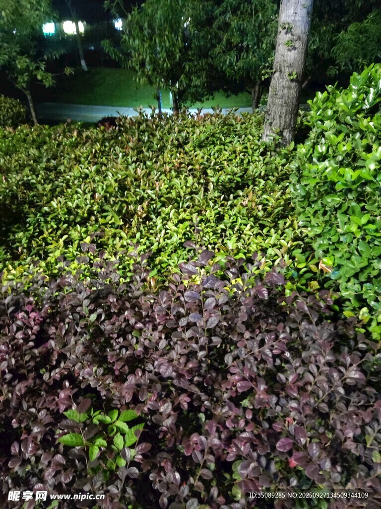 多彩綠植景觀