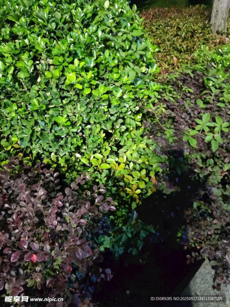 多彩綠植景觀
