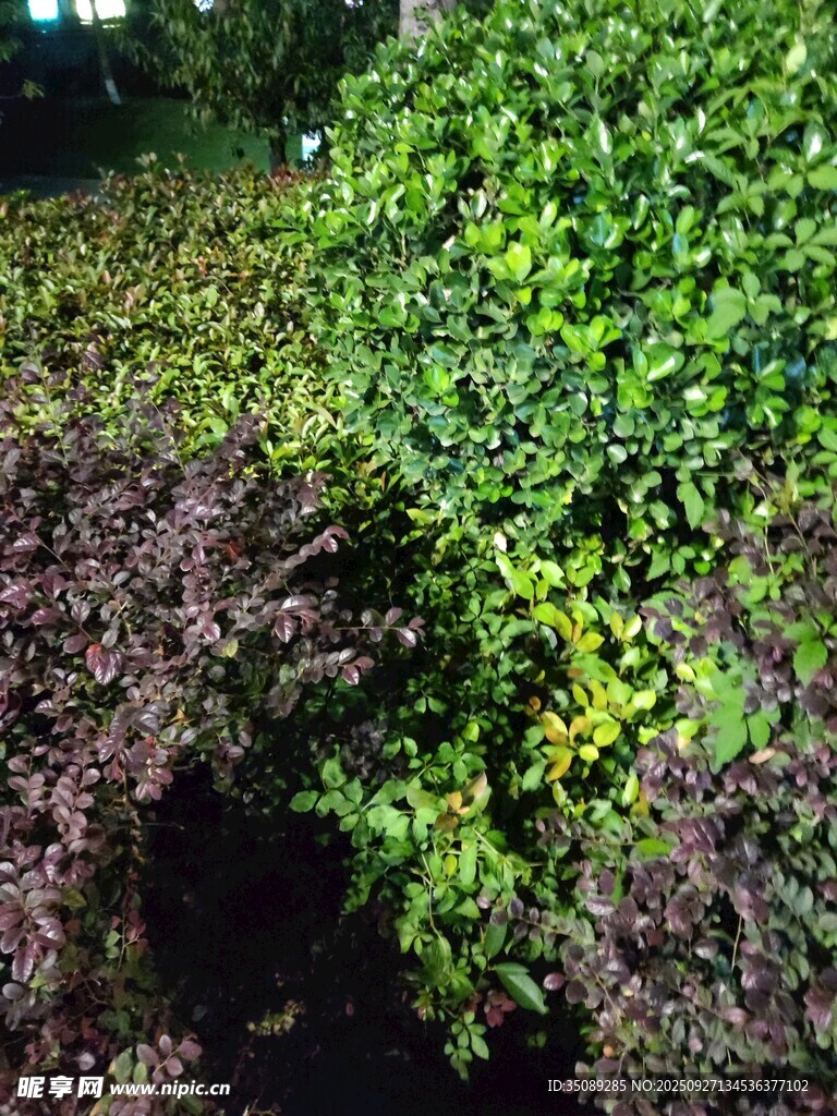 綠意盎然的植物景觀