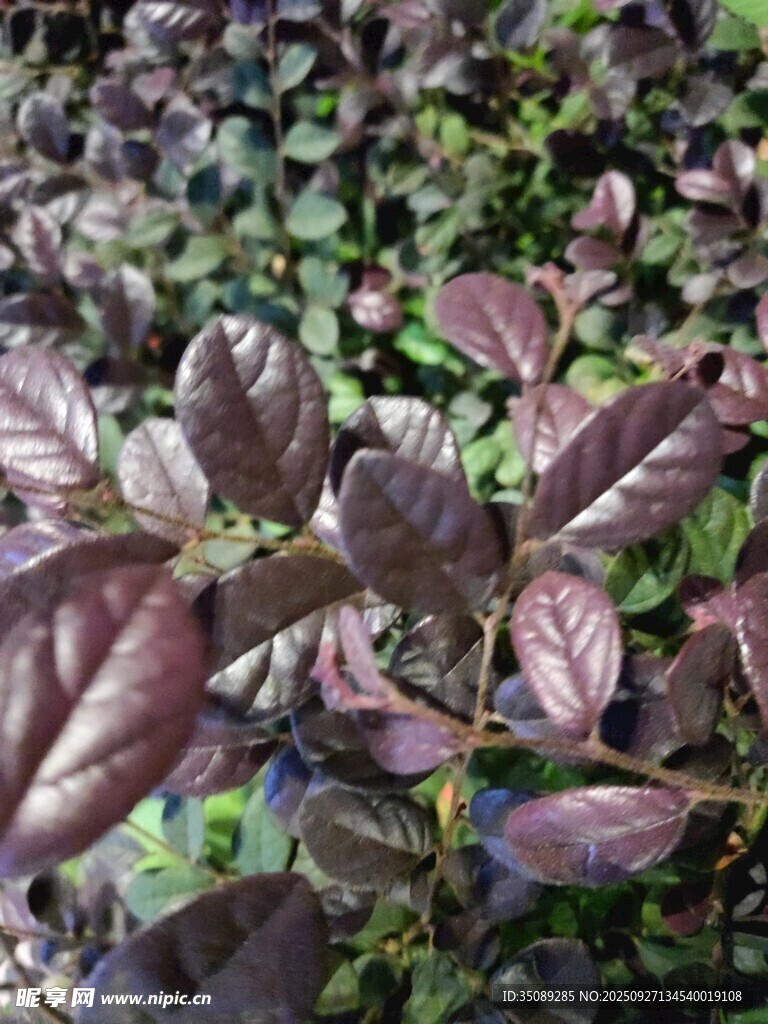 紫葉植物特寫(xiě)