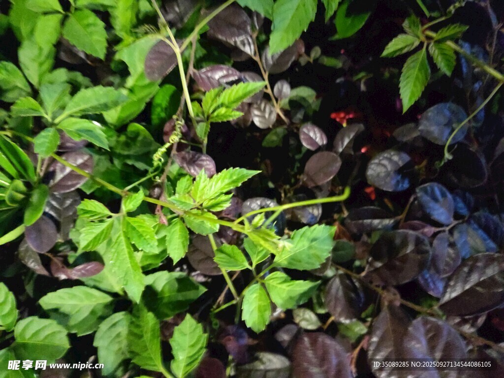 翠綠繁茂的蓬勃植物