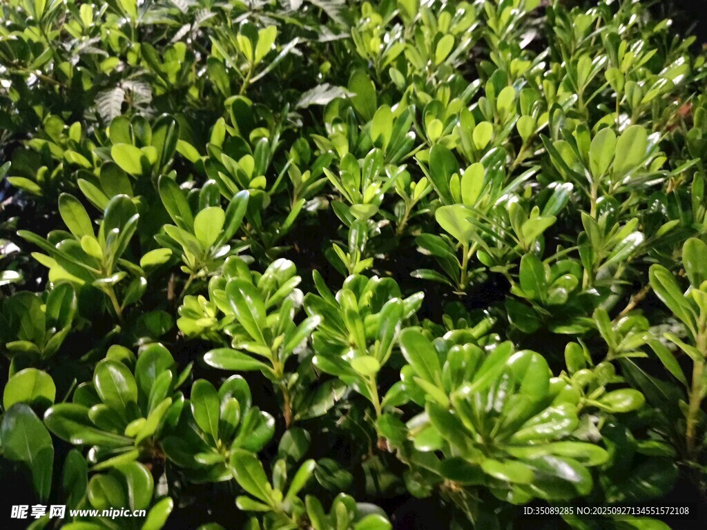 翠綠繁茂的綠植景觀