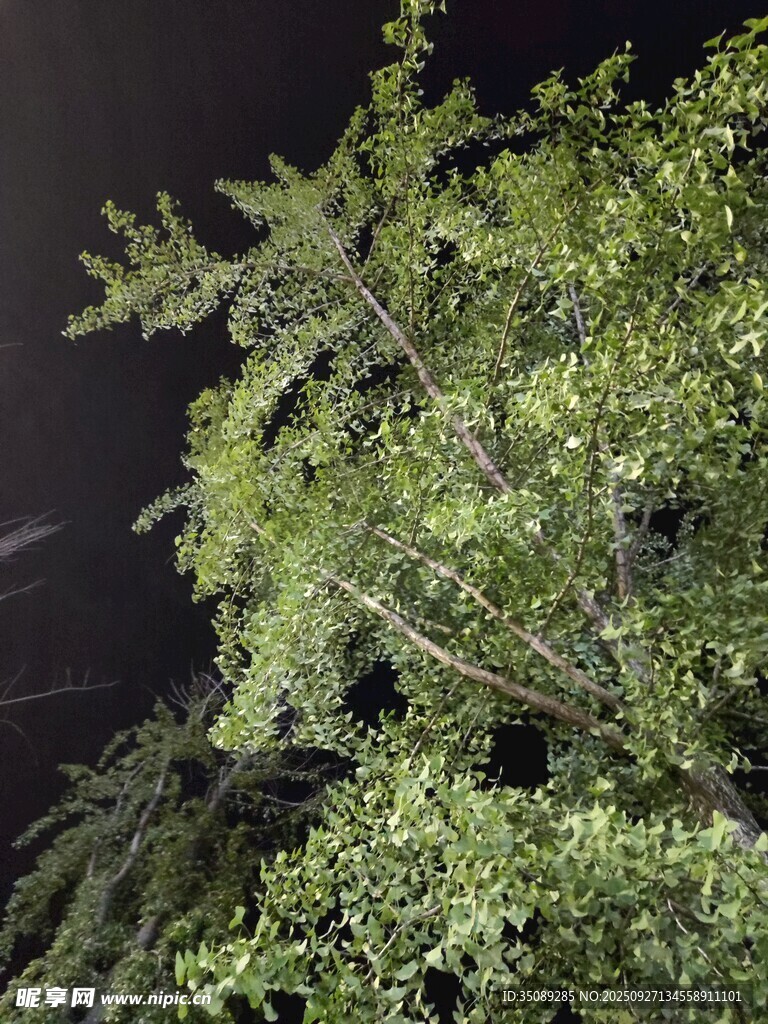 夜晚中的蔥郁樹枝