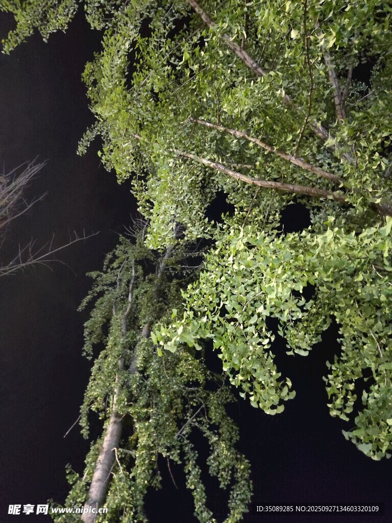 夜下蔥郁樹枝