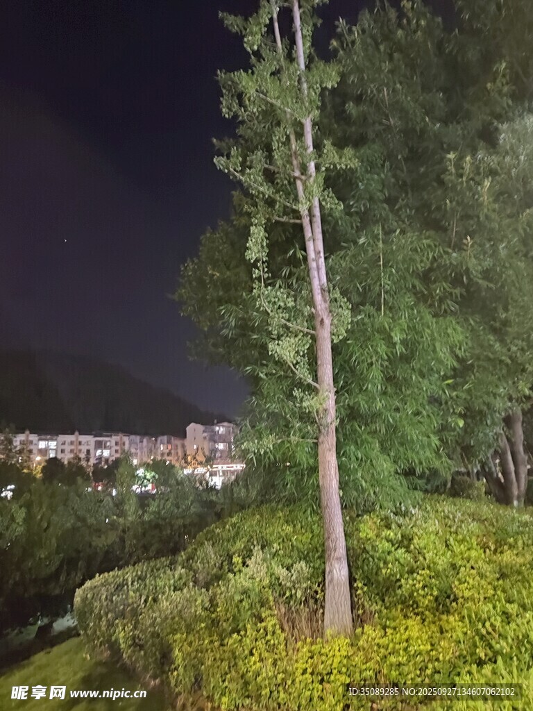 夜晚中的挺拔樹木與綠植