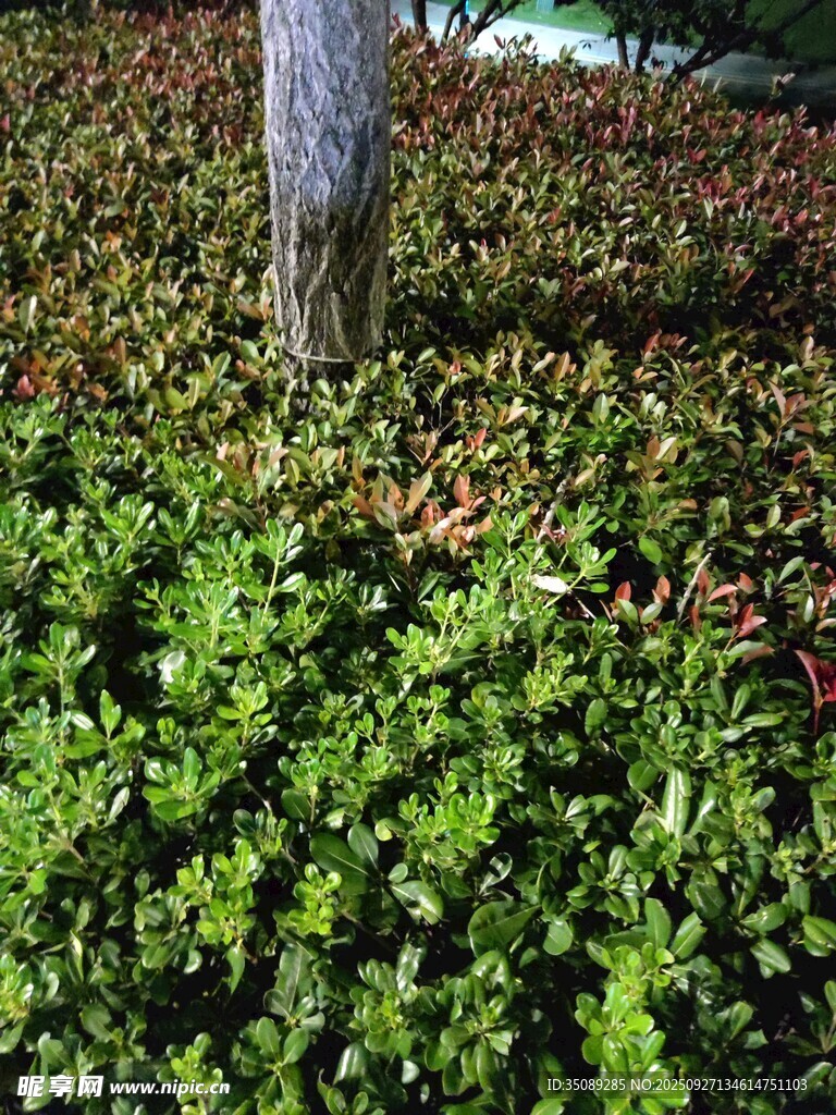 樹(shù)下繁茂綠植景象