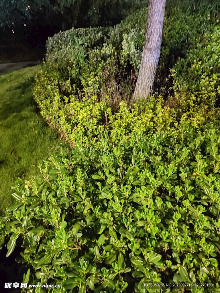 夜幕下的綠植景觀