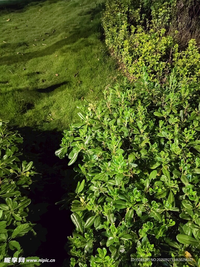 綠意盎然的植被景觀