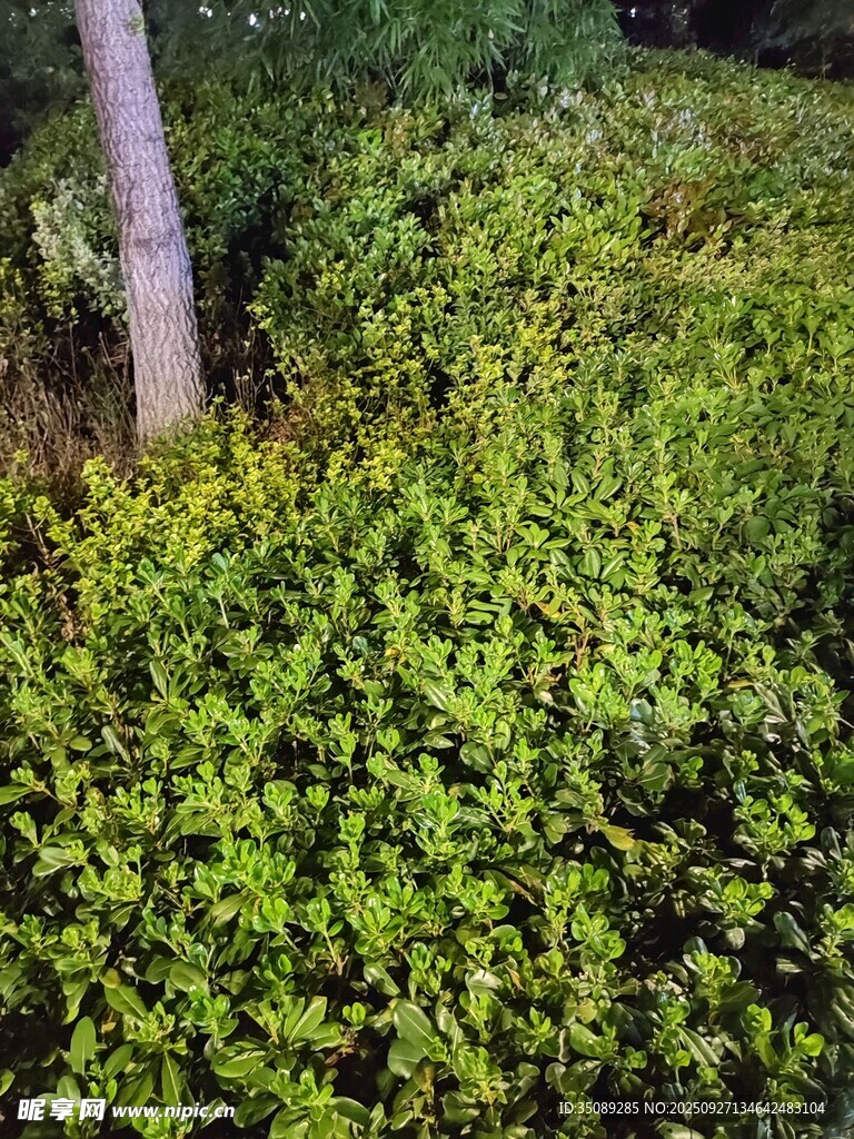 茂密綠植環(huán)繞的樹木景觀
