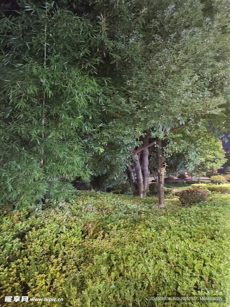 森林中的苔蘚景觀