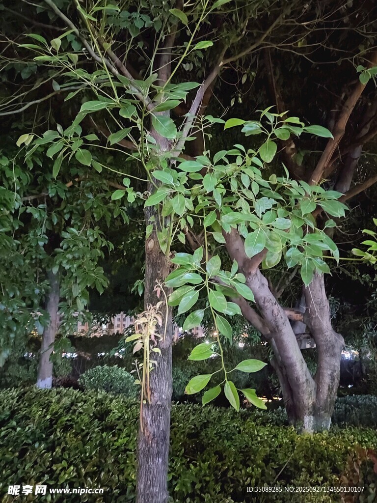 綠葉繁茂的樹(shù)木景觀