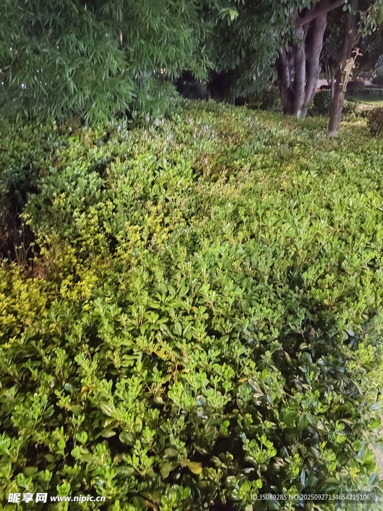 翠綠繁茂的地面植物景觀