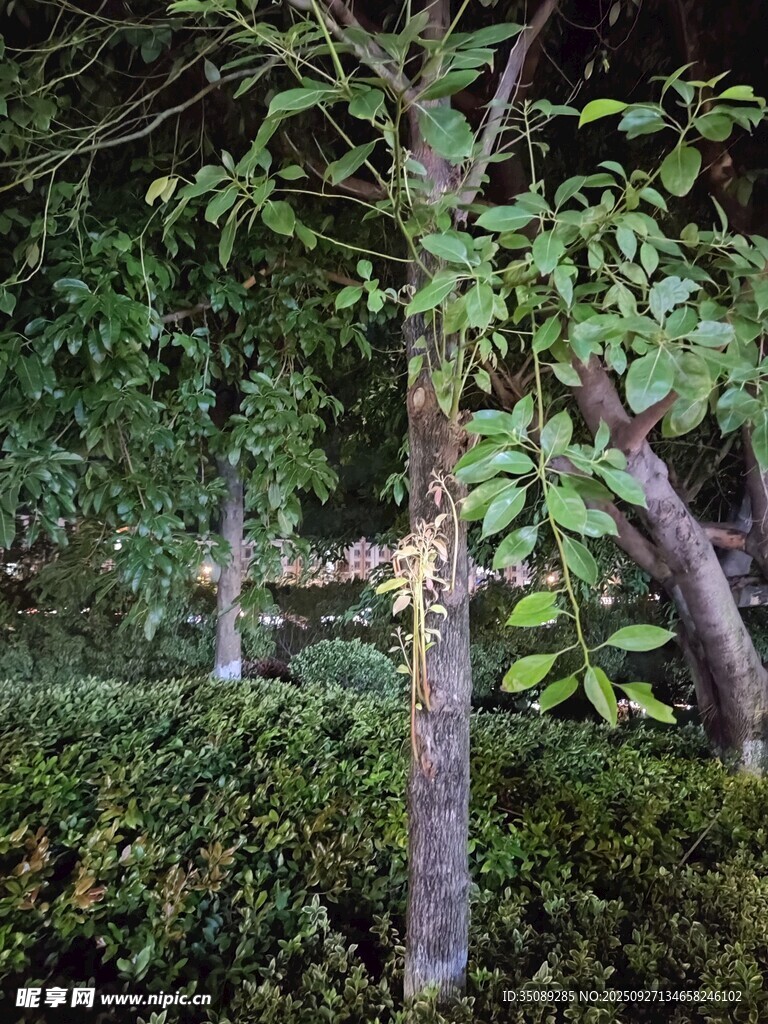 夜色中的樹木與綠植景觀