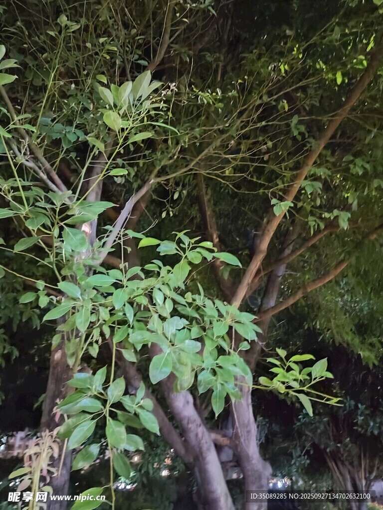繁茂綠樹枝葉舒展