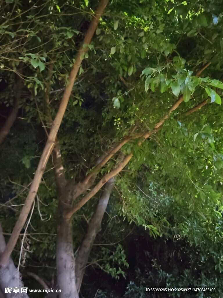 茂密樹林中的樹干與枝葉