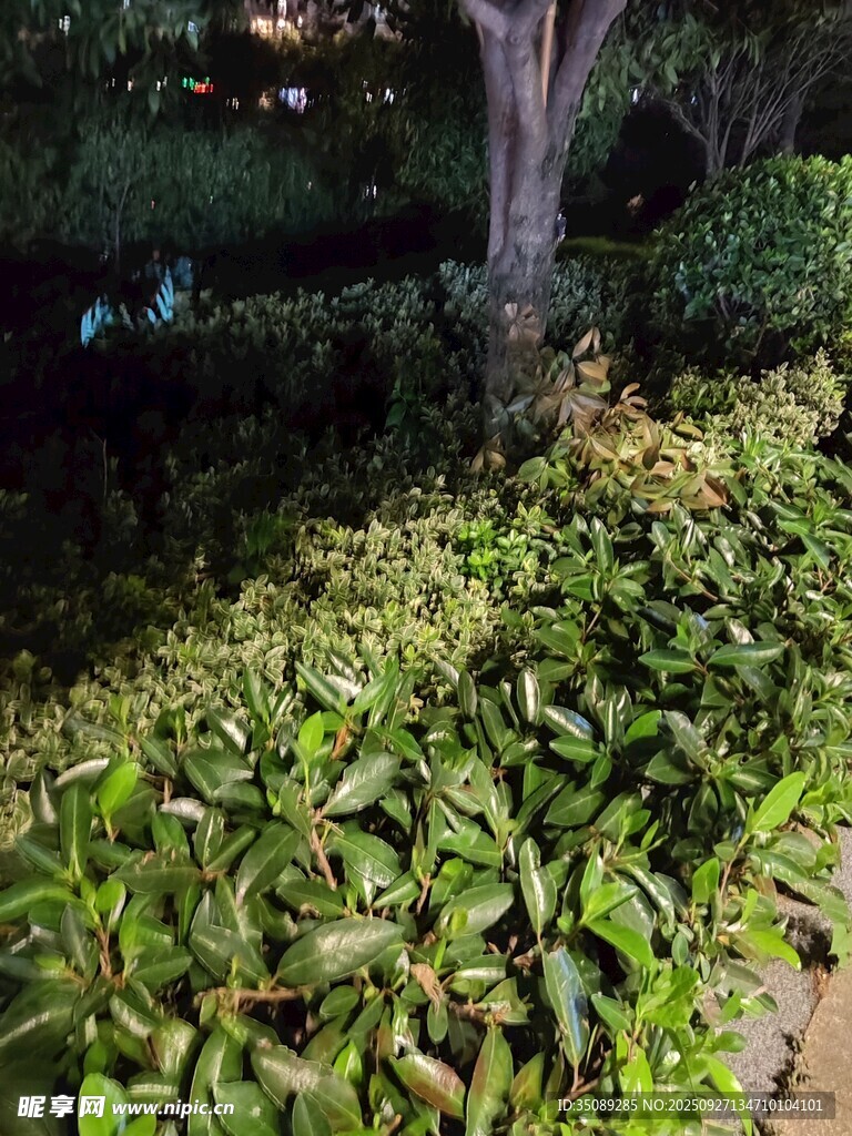 夜幕下的綠植景觀