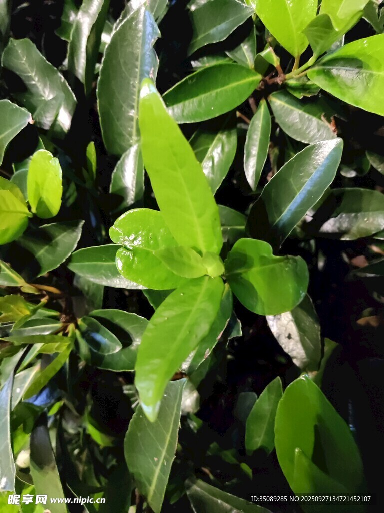 翠綠葉片的生機(jī)植物