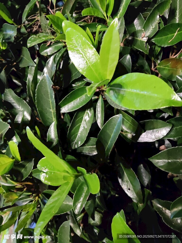 翠綠欲滴的鮮嫩葉片