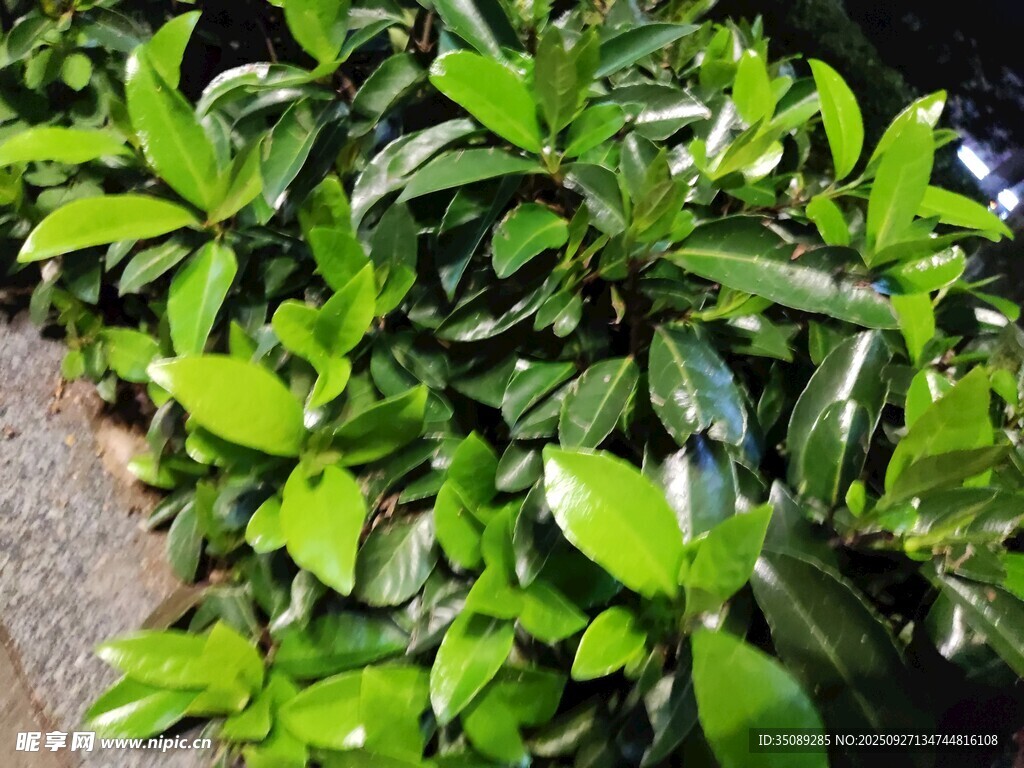翠綠繁茂的綠植景觀
