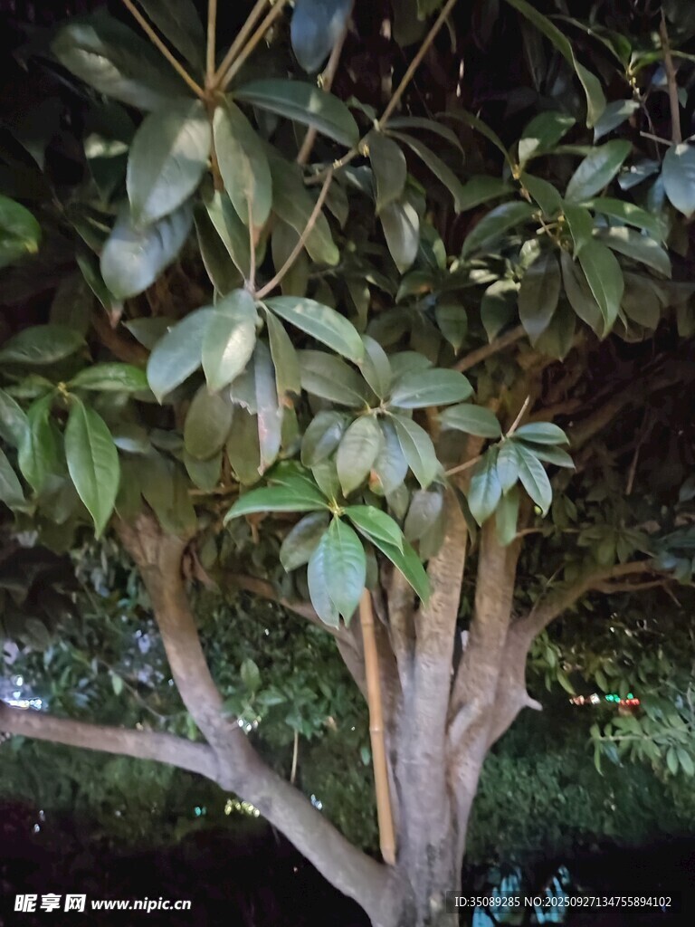 枝葉繁茂的樹木特寫