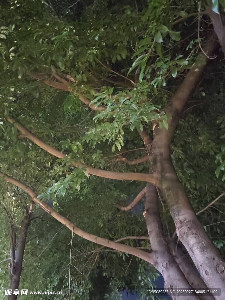 繁茂樹枝下的綠意景象
