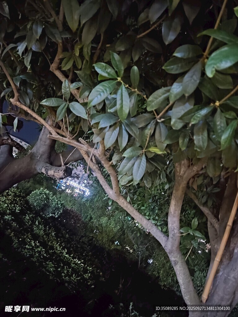 樹上棲息的動物