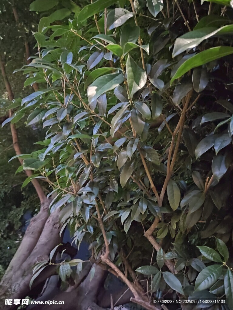 茂密叢林中的繁茂植物