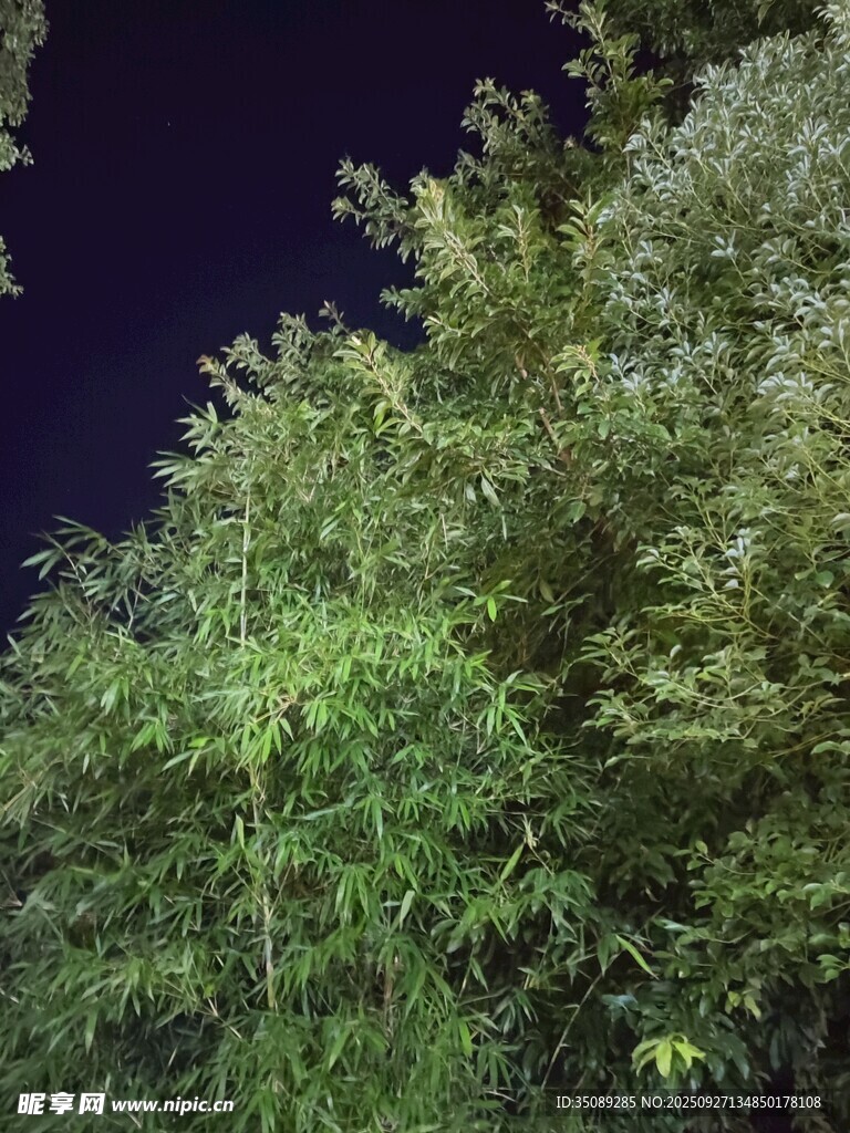 夜晚中的蔥郁綠植
