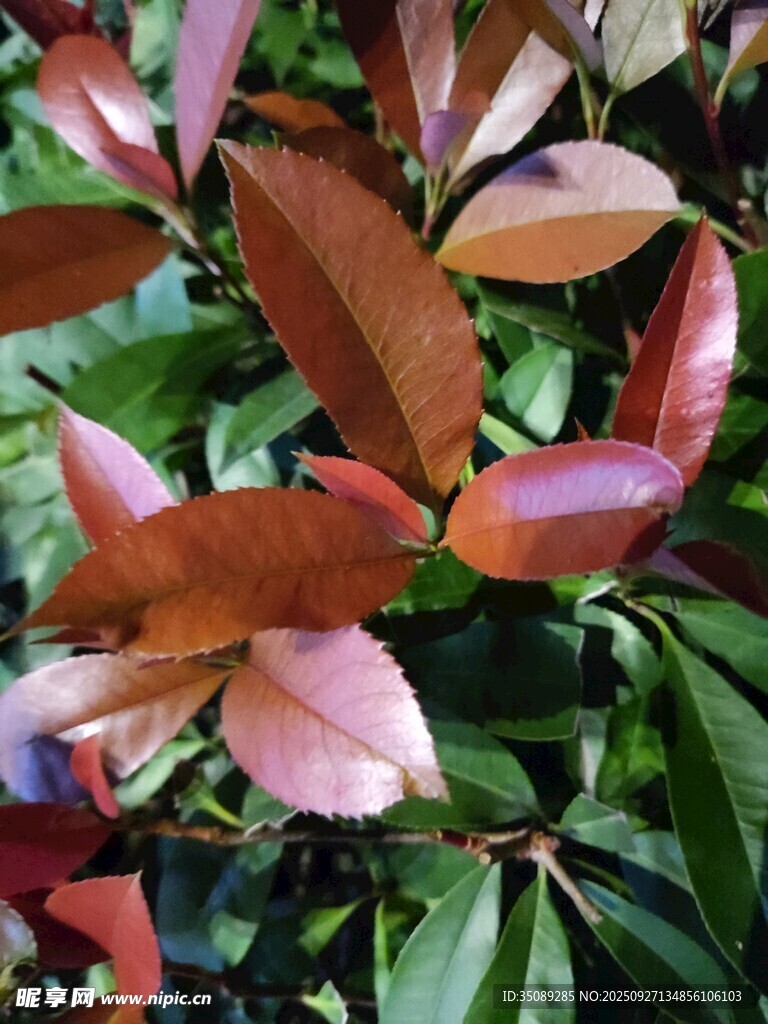 紅葉植物特寫