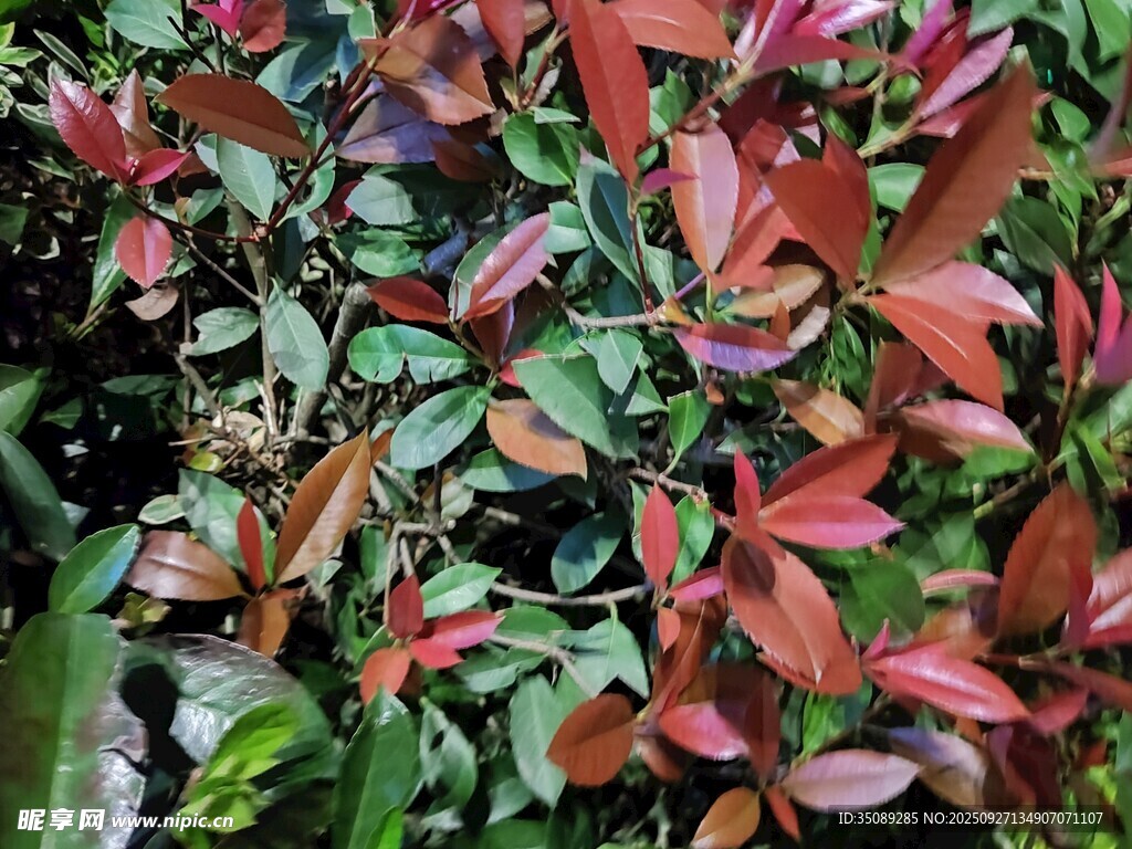 多彩紅葉植物特寫