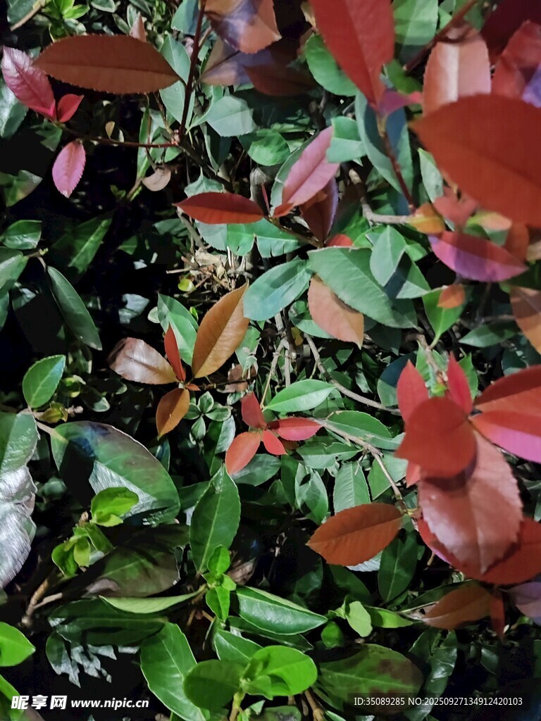 紅綠葉交錯(cuò)的植物景觀