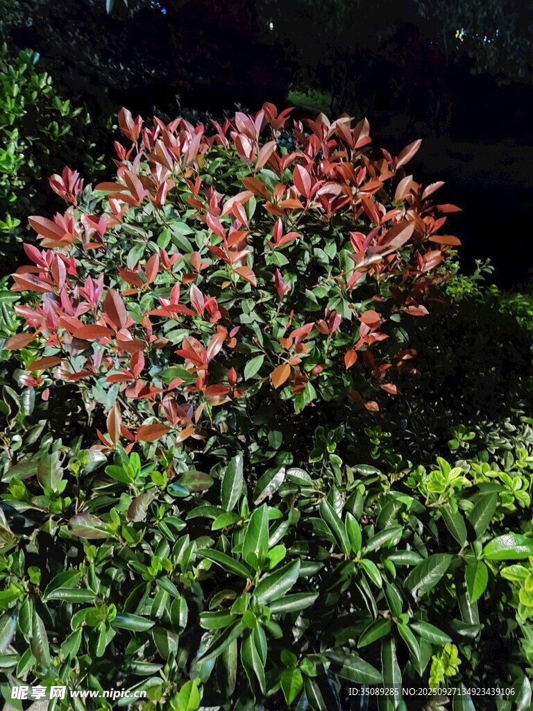 夜間綻放的多彩灌木叢