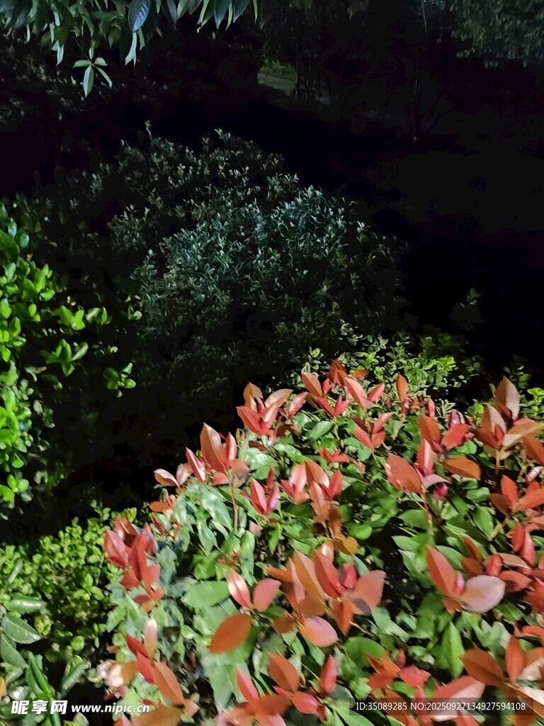 夜間紅綠葉植物景觀