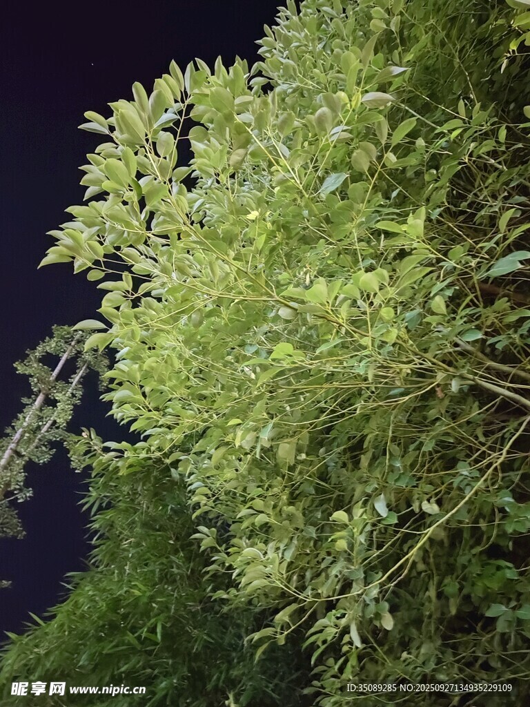 夜晚中的蔥郁綠樹