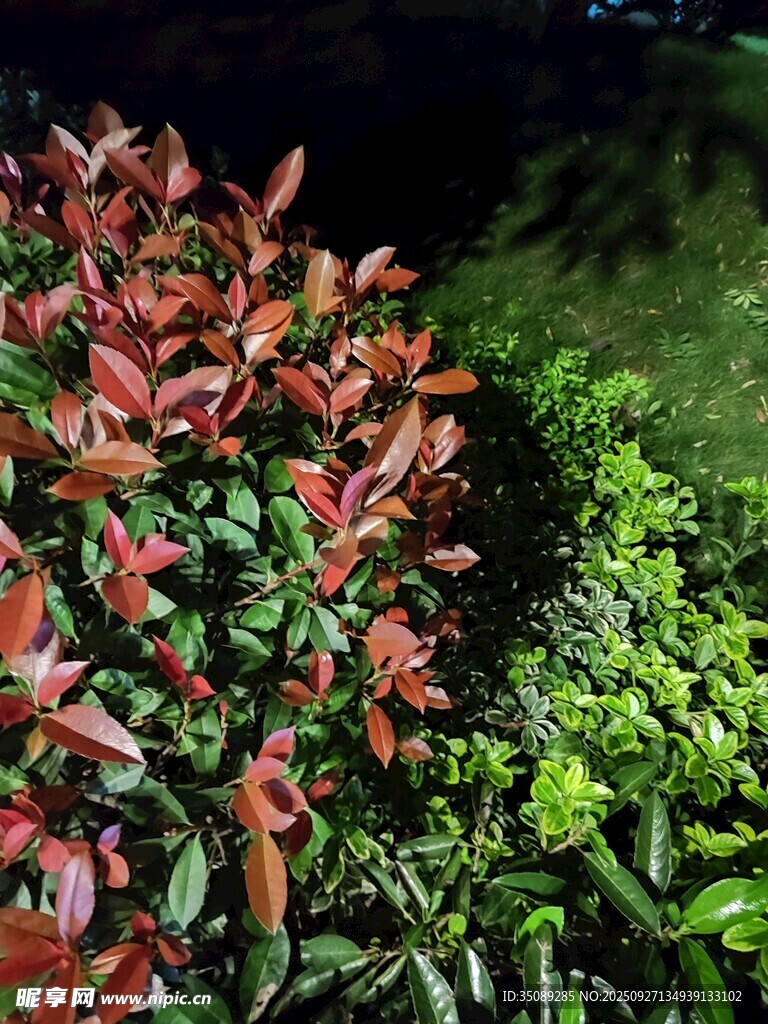 夜間多彩植物景觀