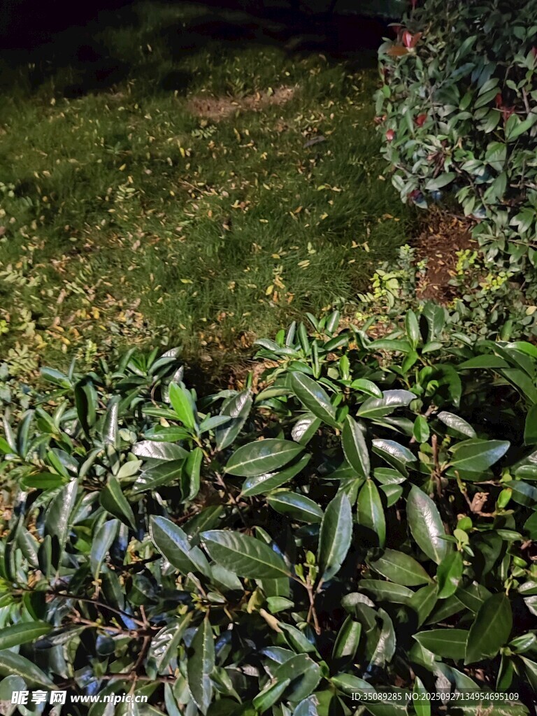 夜間綠植景觀