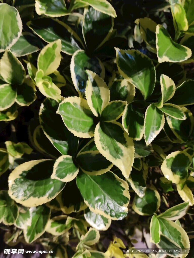 金邊綠葉植物特寫