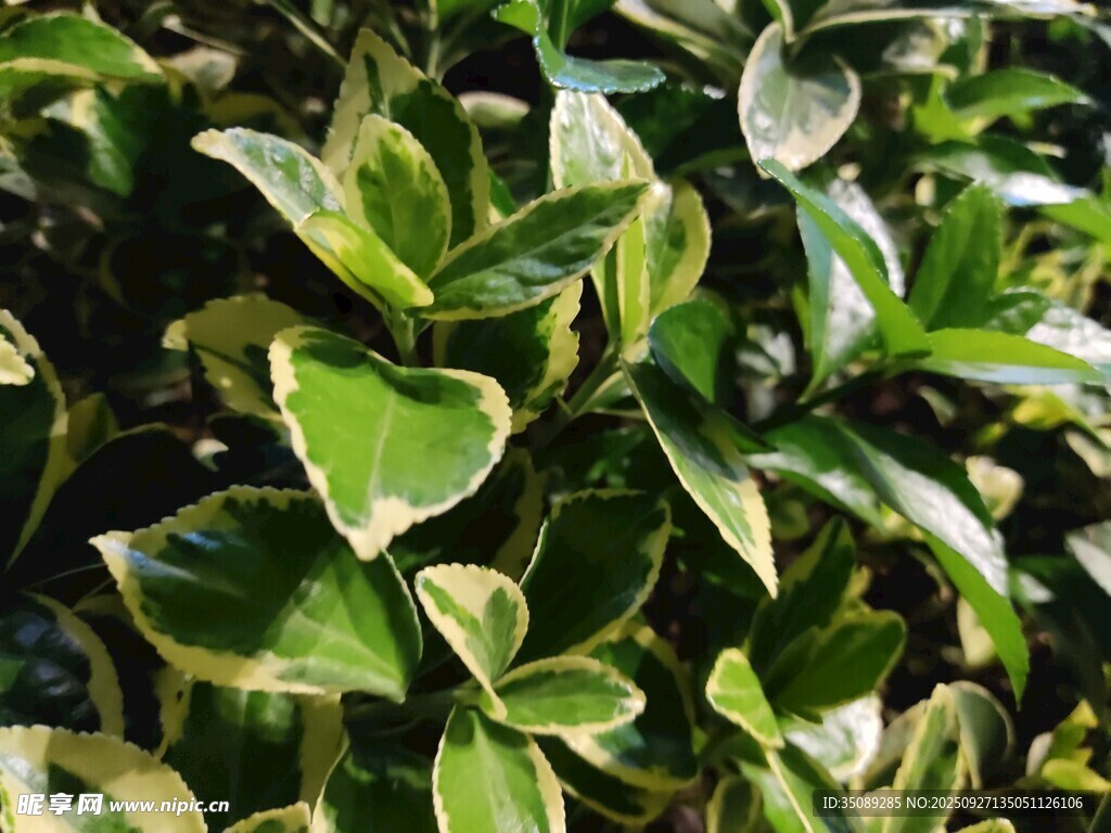 金邊綠葉植物特寫